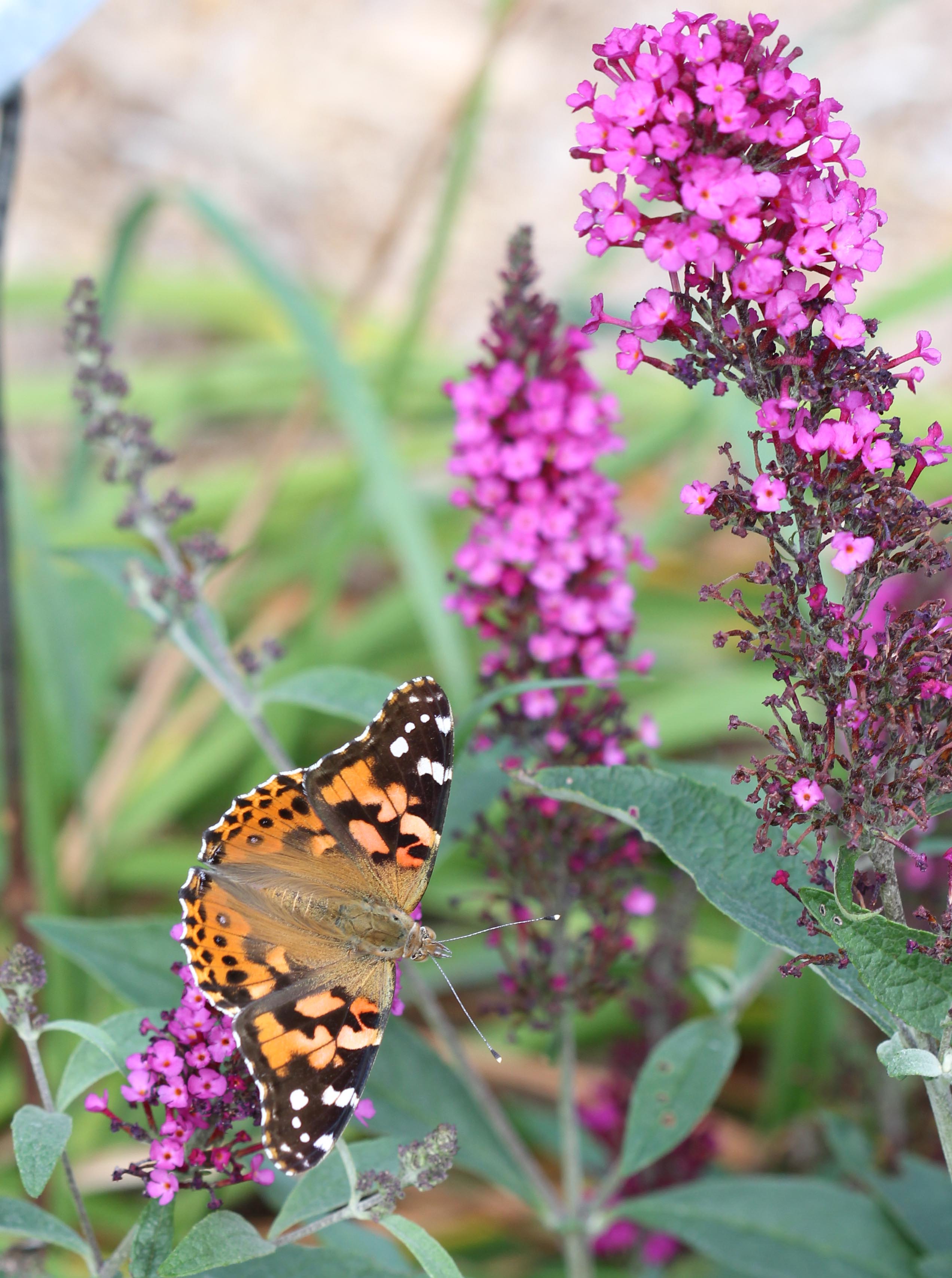 Painted Lady Butterfly